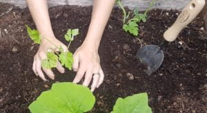hands in soil